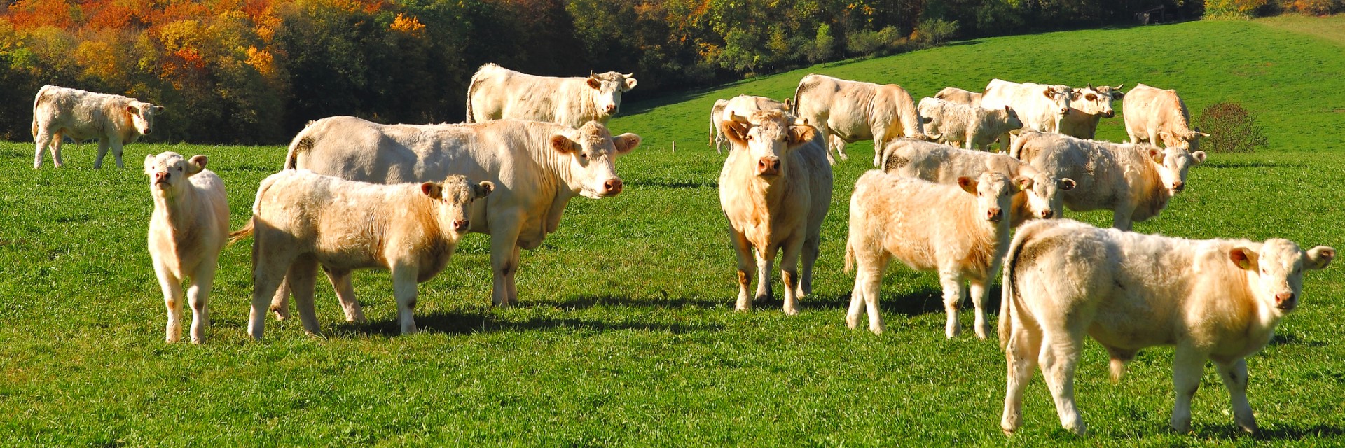 Wairoa Charolais.jpg